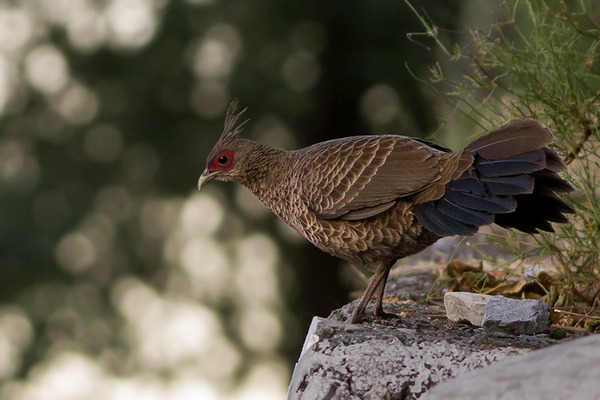 Naina Devi Himalayan Bird Conservation Reserve India Tourist Information