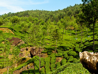 Glimpses of Kerala Glimpses of Kerala