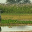 Nandur Madhmeshwar Bird Sanctuary Nandur Madhmeshwar Bird Sanctuary