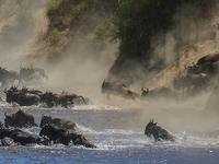 The Ultimate Wildbeest Migration The Ultimate Wildbeest Migration