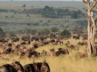 Safari Views Safari Views