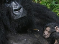 Gorilla Uganda Safaris Gorilla Uganda Safaris