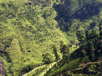Short Tour in Sri Lanka