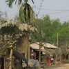 Sauraha