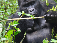 Uganda Mountain Gorilla