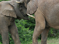 Family Package Trip In Uganda