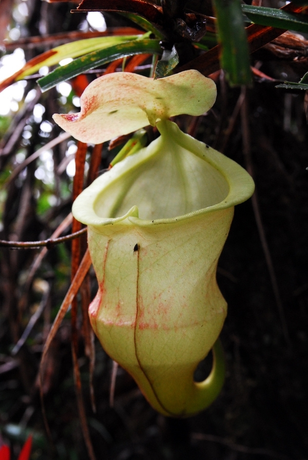 Mount Hamiguitan, Philippines Photos