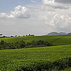 Bushenyi
