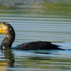 Vellode Bird Sanctuary