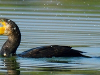 Vellode Bird Sanctuary