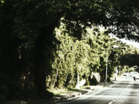 Balete Drive
