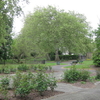 Sayes Court