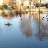 Lavender Pond Lavender Pond