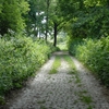 Railway Fields