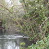 Wilderness Island