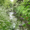 Ten Acre Wood