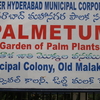The Palmetum The Palmetum