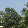 Pilar Pilar