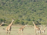 Giraffs