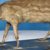 Natural History Museum of Nepal