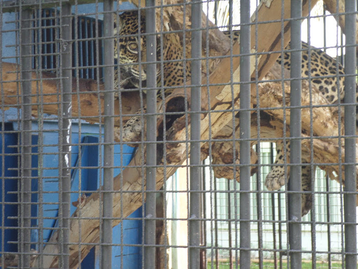 Guyana Zoo, Guyana Photos