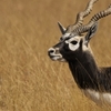 Mini Zoo & Black Buck Breeding Centre