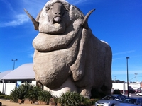 Big Merino Big Merino