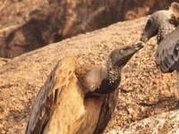 Jatayu Conservation Breeding Centre Jatayu Conservation Breeding Centre