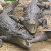 Crocodile Breeding Centre