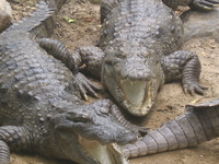 Crocodile Breeding Centre Crocodile Breeding Centre