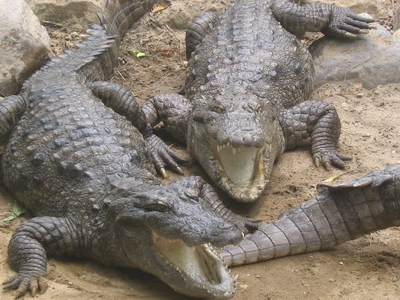 Crocodile Breeding Centre, Kurukshetra, India Tourist Information