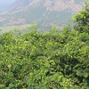 Palni Hills Palni Hills