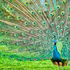 Peacock & Chinkara Breeding Centre Peacock & Chinkara Breeding Centre