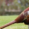 Pheasant Breeding Centre Pheasant Breeding Centre