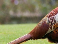 Pheasant Breeding Centre Pheasant Breeding Centre