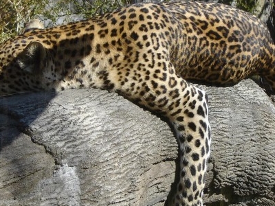 A Leopard Sleeping On A Log At The Columbus Zoo