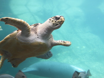 Buddy The Turtle In Manatee Coast Indoor Habitat