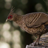 Naina Devi Himalayan Bird Conservation Reserve Naina Devi Himalayan Bird Conservation Reserve