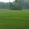 Aroli Aroli