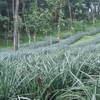 Vazhakulam Vazhakulam