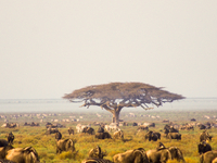 Serengeti 4 Serengeti 4