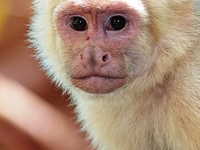 White Faced Monkey Nicaragua White Faced Monkey Nicaragua