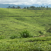 Mbeya Region Mbeya Region