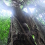 Budongo Forest