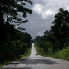 Mabira Forest