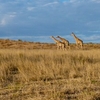 Kgalagadi District Kgalagadi District