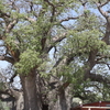 Ombalantu Baobab Tree Ombalantu Baobab Tree