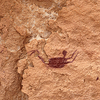 Cave of Swimmers