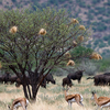 Erindi Private Game Reserve Erindi Private Game Reserve