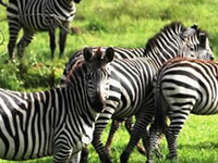 Lake Mburo National Park Copy Lake Mburo National Park Copy